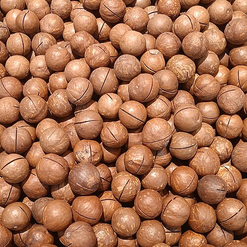 Macadamia