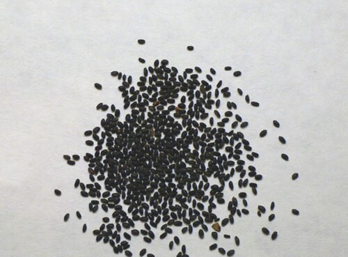 Sabja (Basil Seeds)