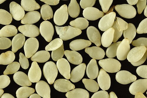 White Til (Sesame)